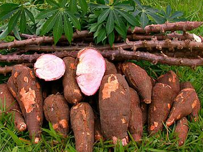 Cassava