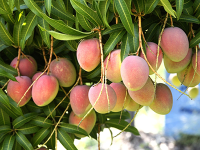 Mangoes