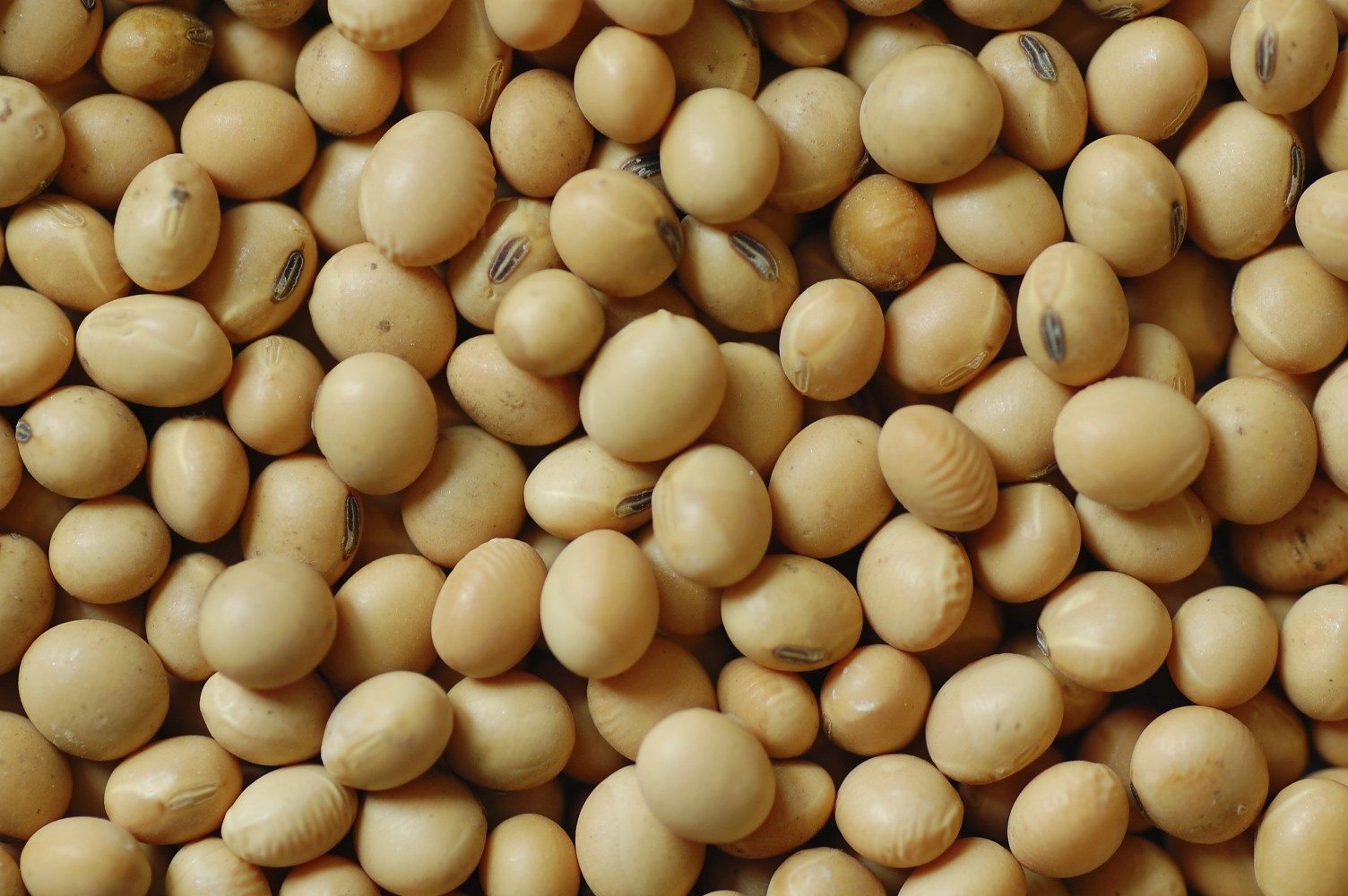 Soybean